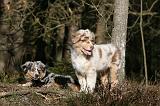 BERGER AUSTRALIEN PUPPIES 614